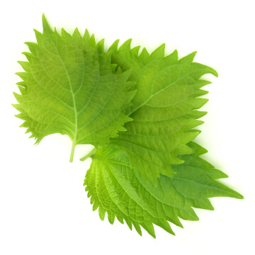 PERILLA