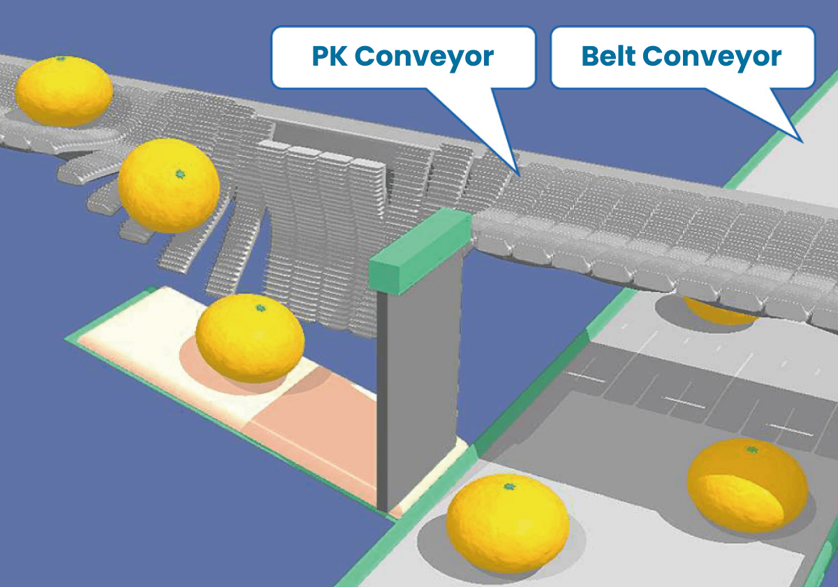 PK type fruit sorting conveyor