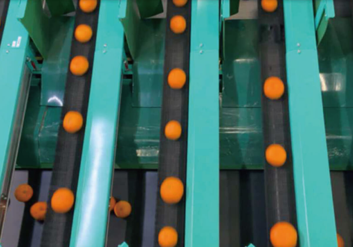PK type fruit sorting conveyor