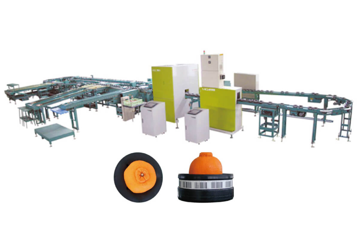 Free Tray Conveyor