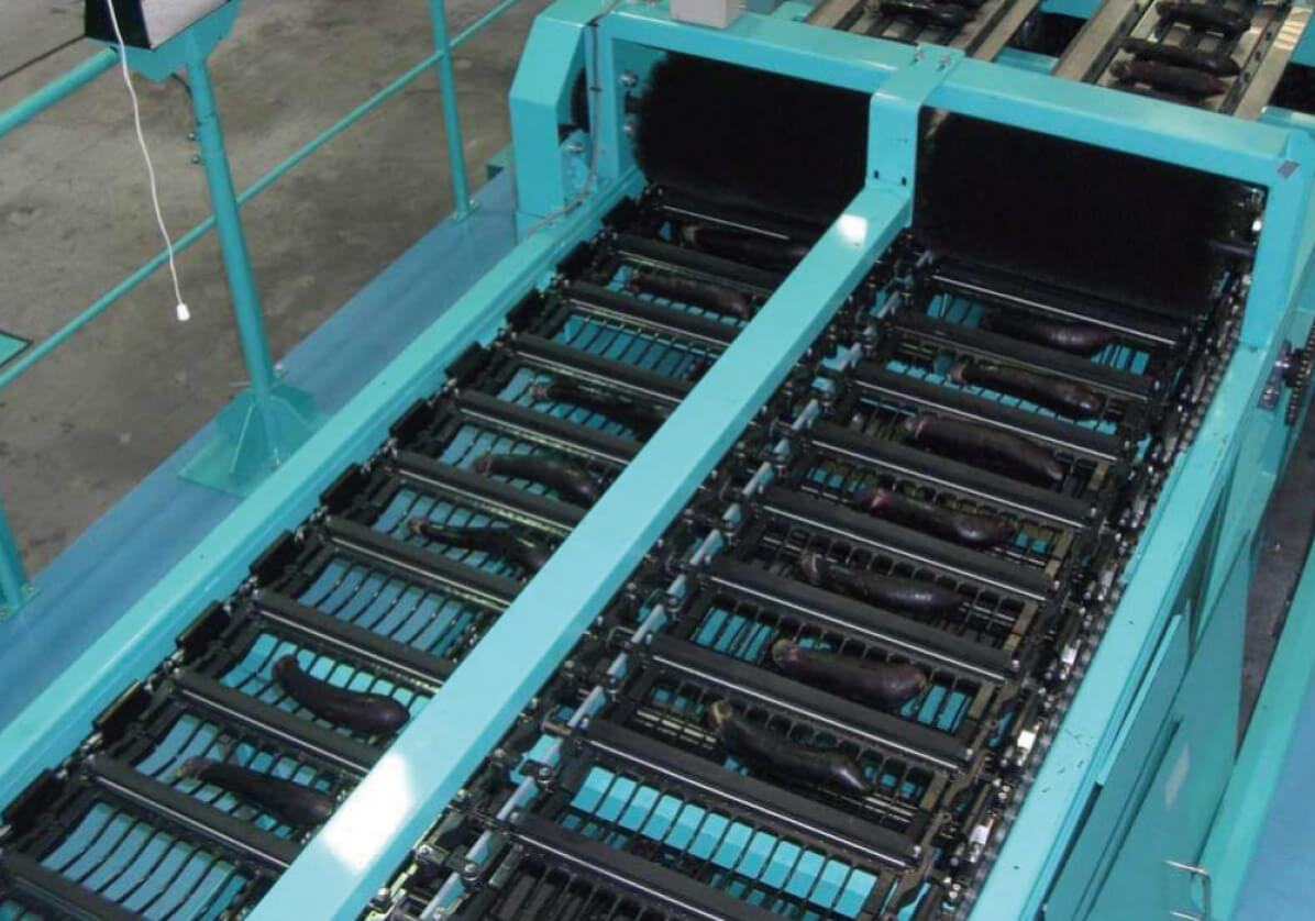 Bucket Conveyor（Elongated Fruit）