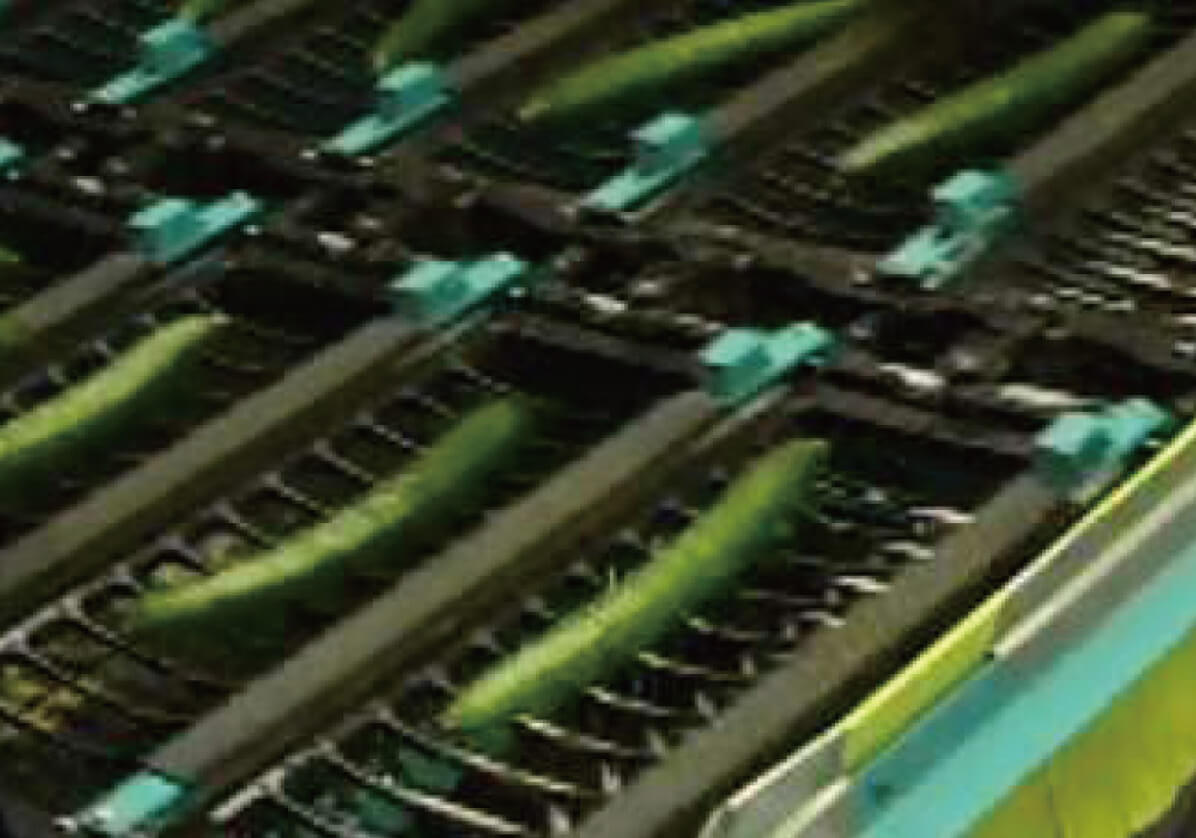 Bucket Conveyor（Elongated Fruit）